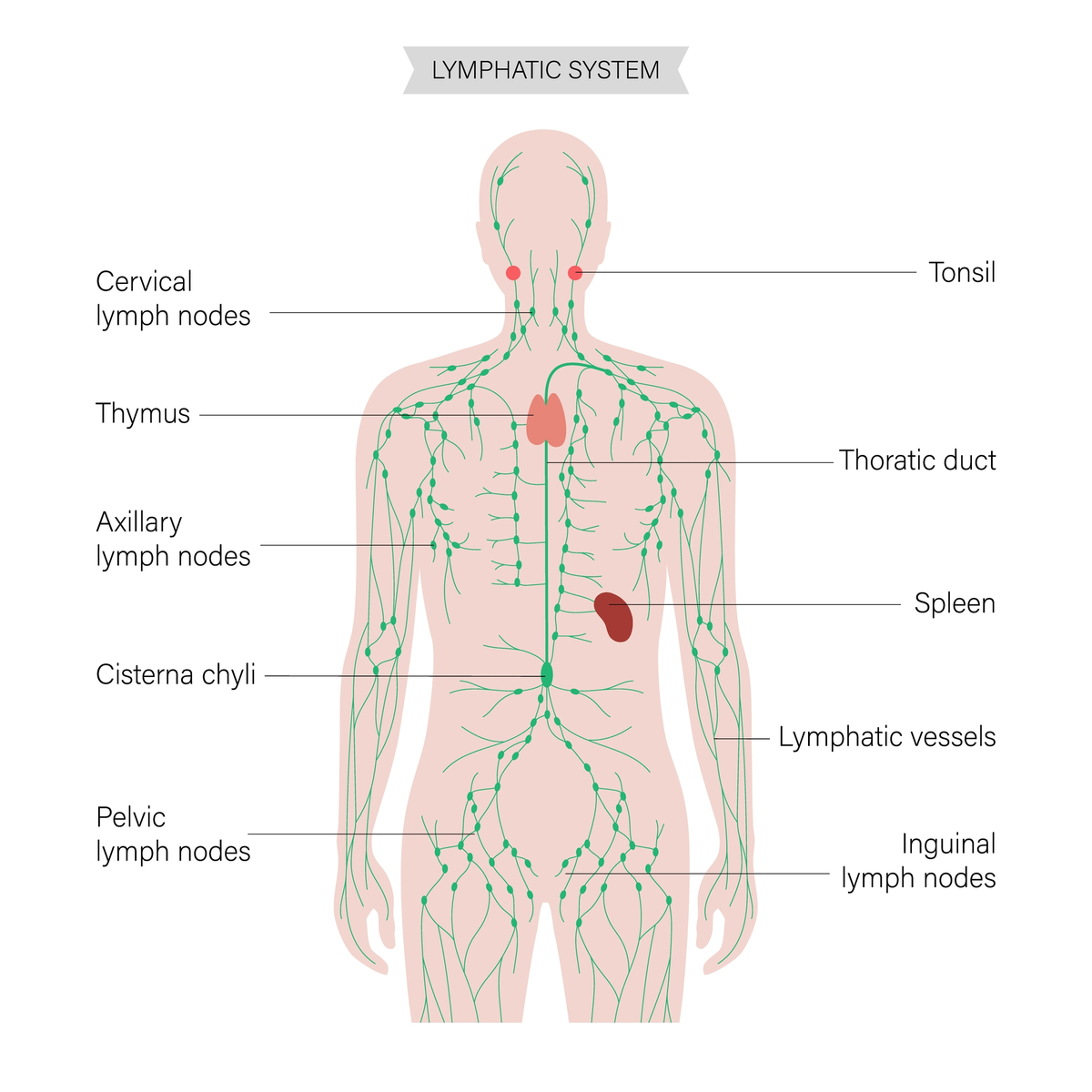 Prikaz limfnog sistema u telu