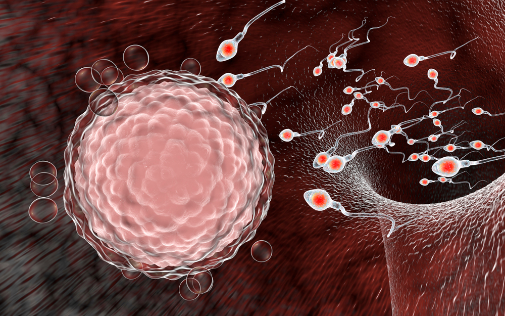 Začeće - spermatozoidi jurišaju ka jajnoj ćeliji