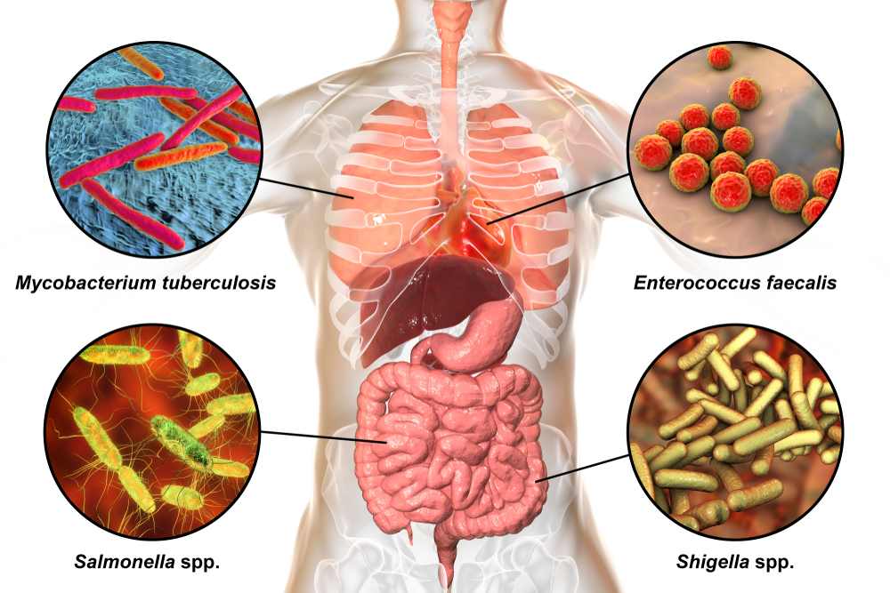 slikovit prikaz 4 vrste bakterija u organizmu, uključujući i enterokoke