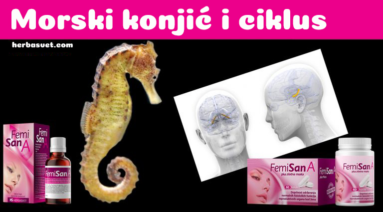 hipokampus, morski konjić i Femisan A