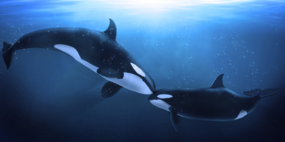 bake su u životinjskom svetu prisutne kod kitova orka