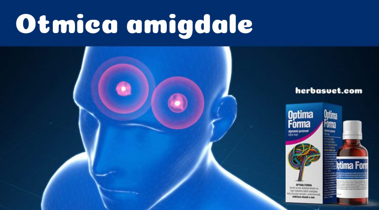 Amigdala, Optima forma