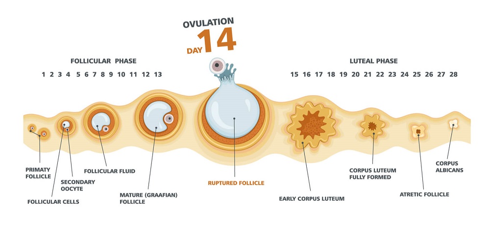 razvoj ovulacije