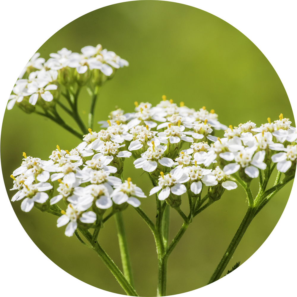 Yarrow | Herba Svet