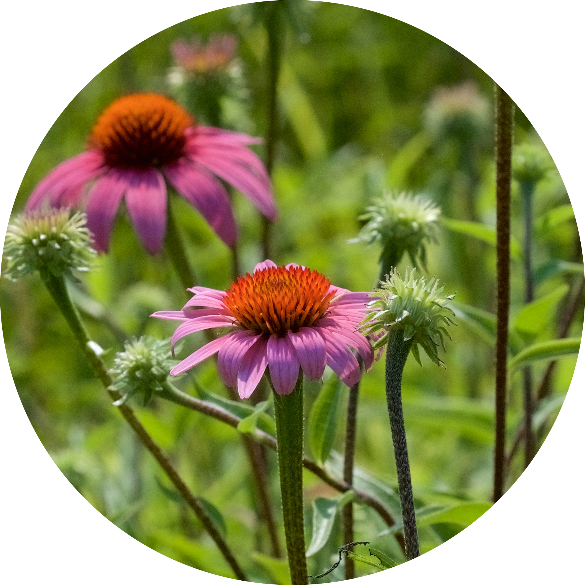 Echinacea purpurea