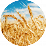 Pšenica u polju