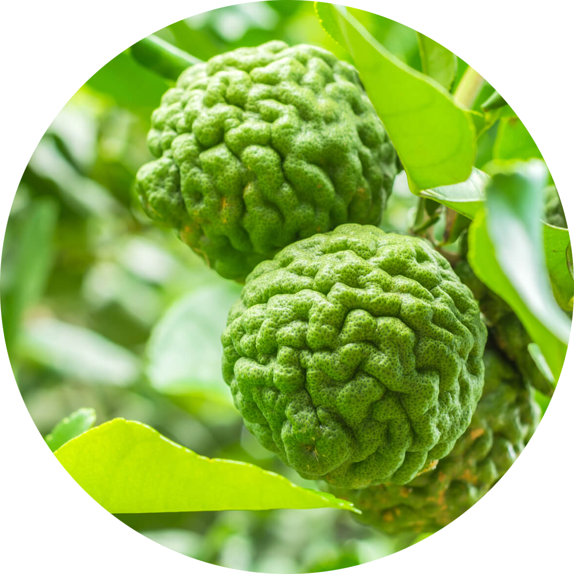 bergamot