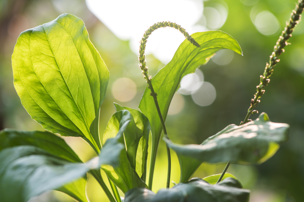 BOKVICA | Herba Svet