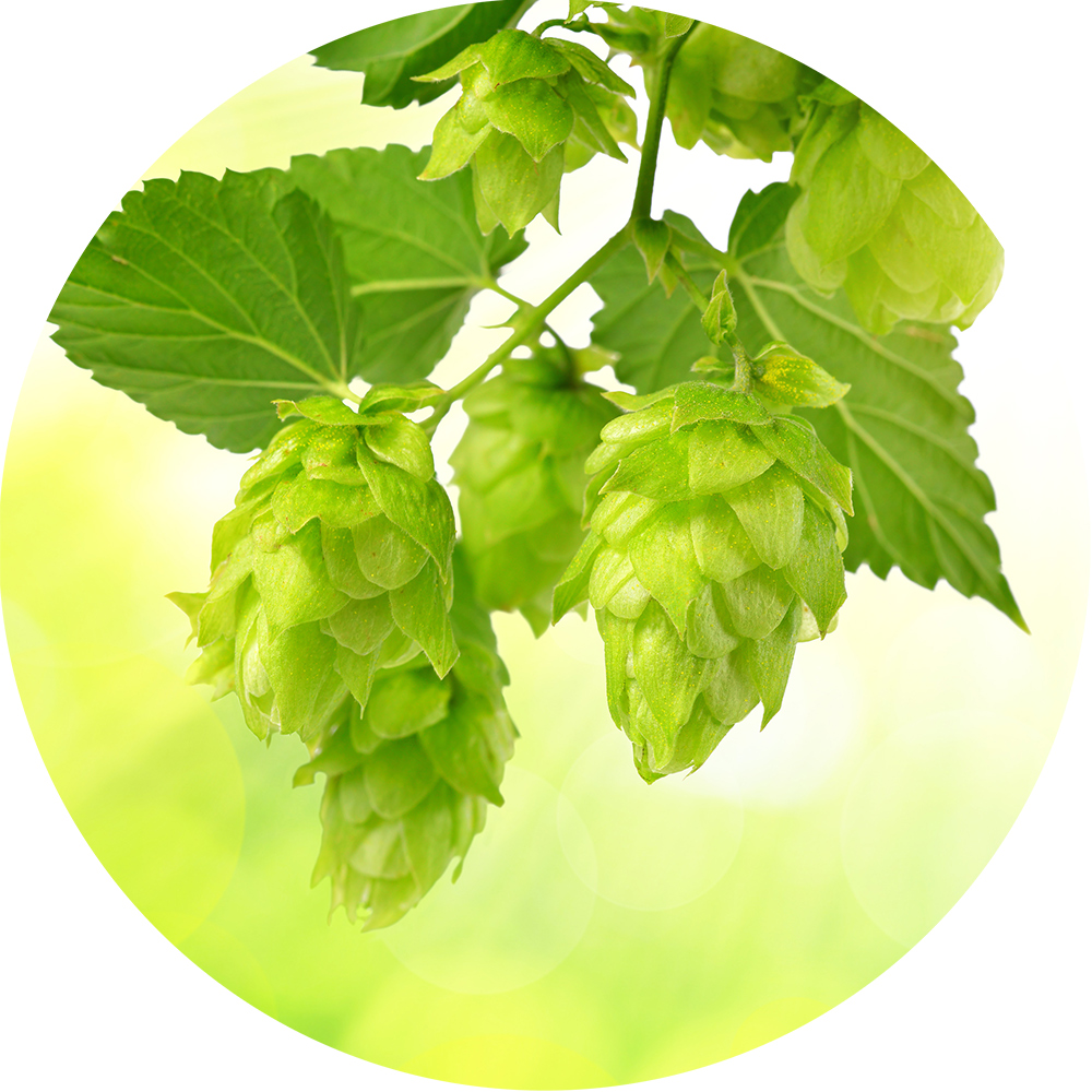 Hops Herba Svet