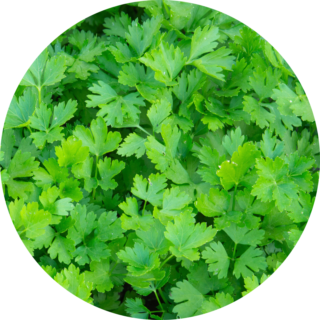 parsley