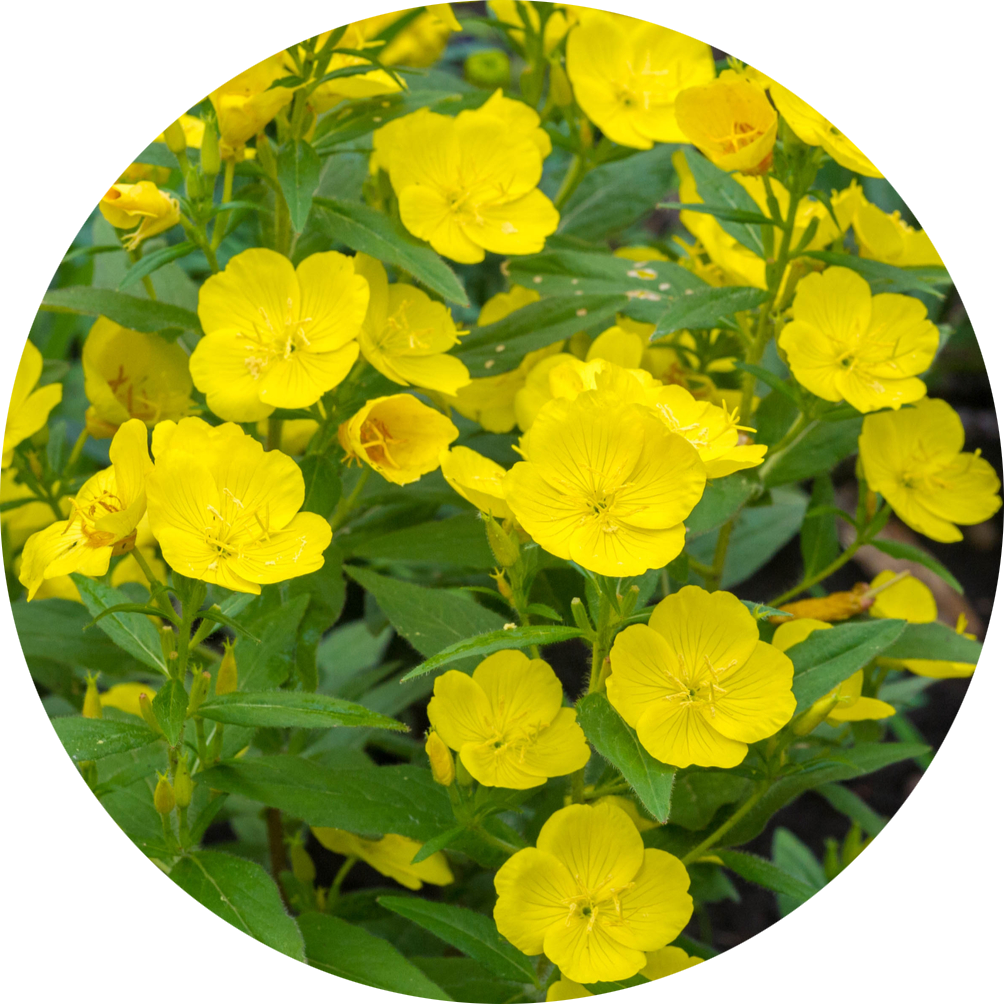 Evening primrose flowers