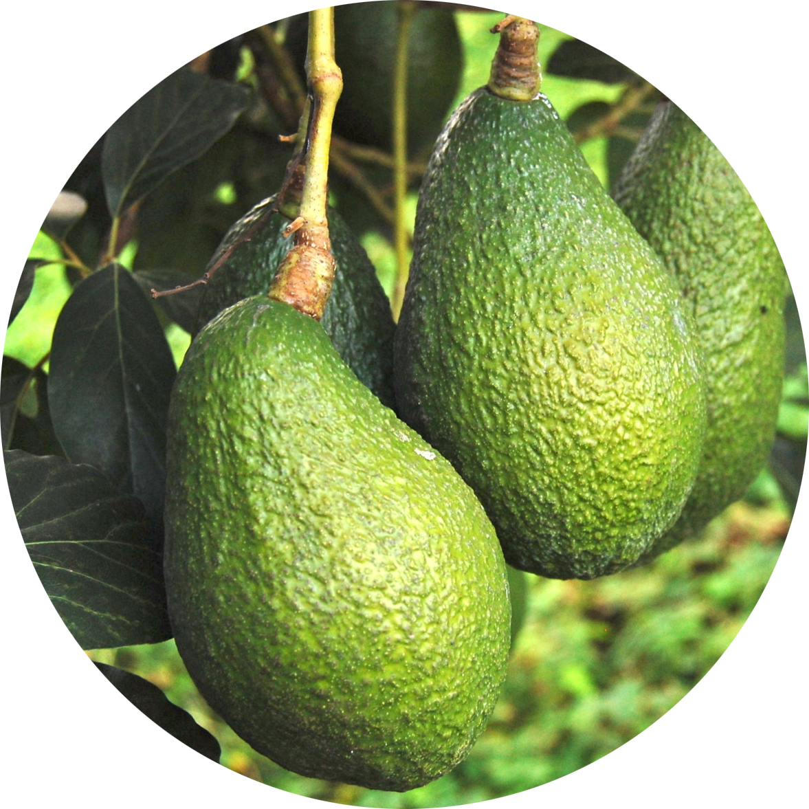 Avocado fruit on the tree