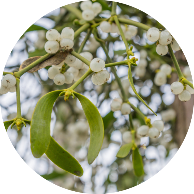 Mistletoe with white berries