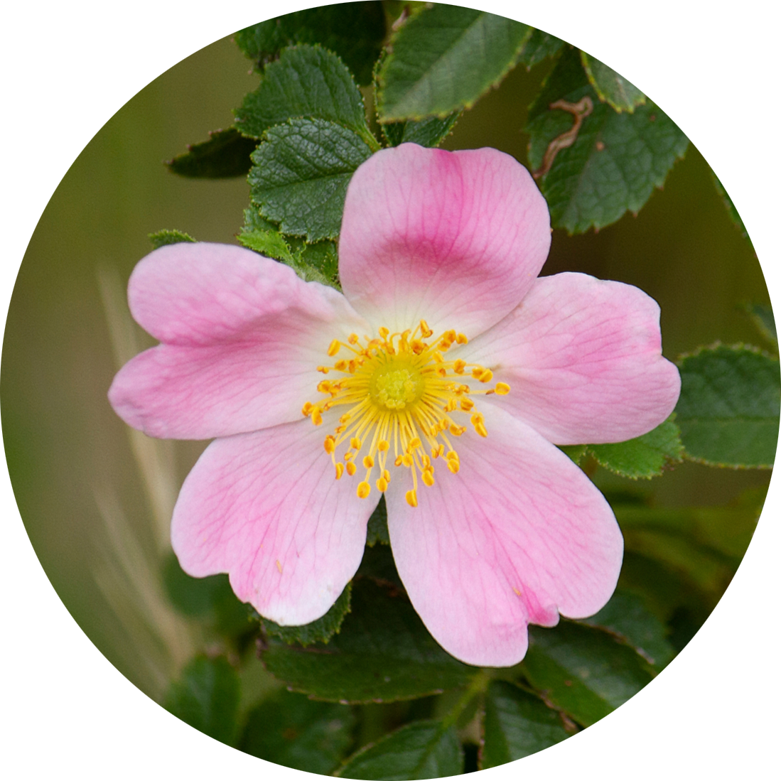 Chilean wild rosehip, pink flower
