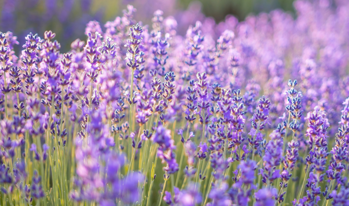 Lavender | Herba Svet