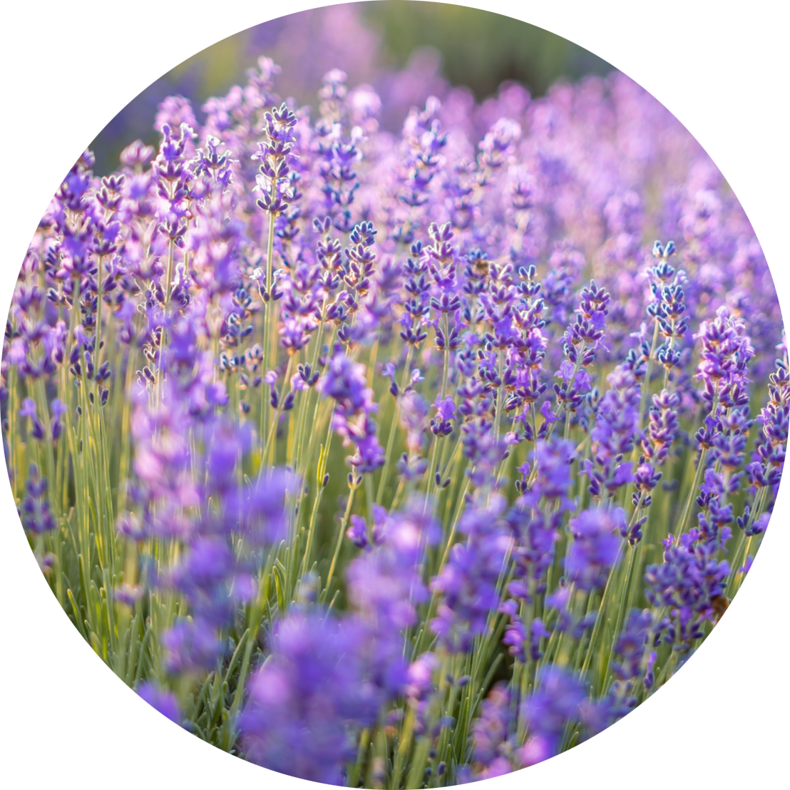 A field of lavender