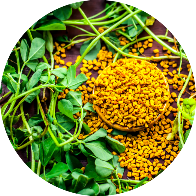 Fenugreek, plant and seed