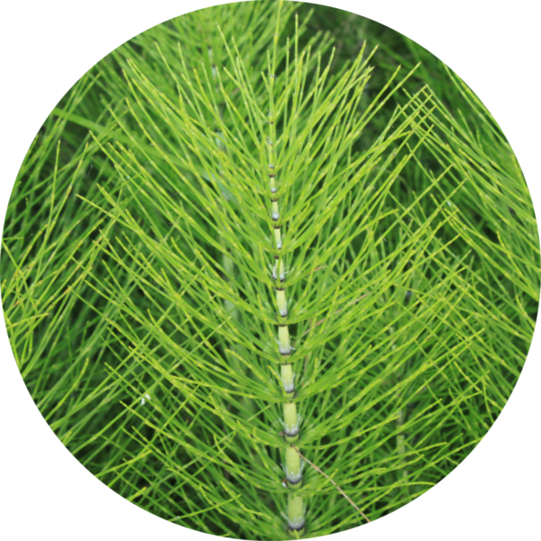 a horsetail sprig