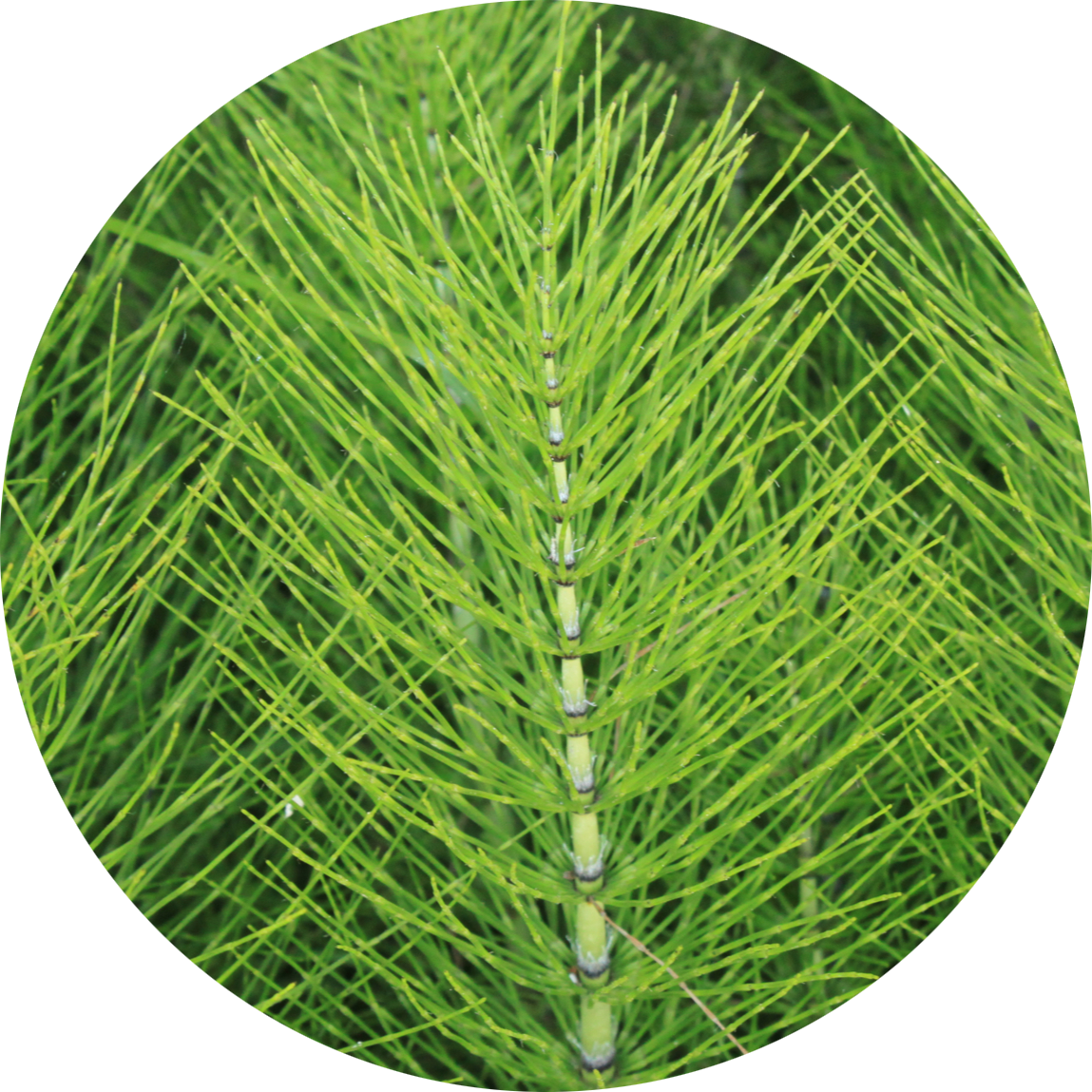 a horsetail sprig
