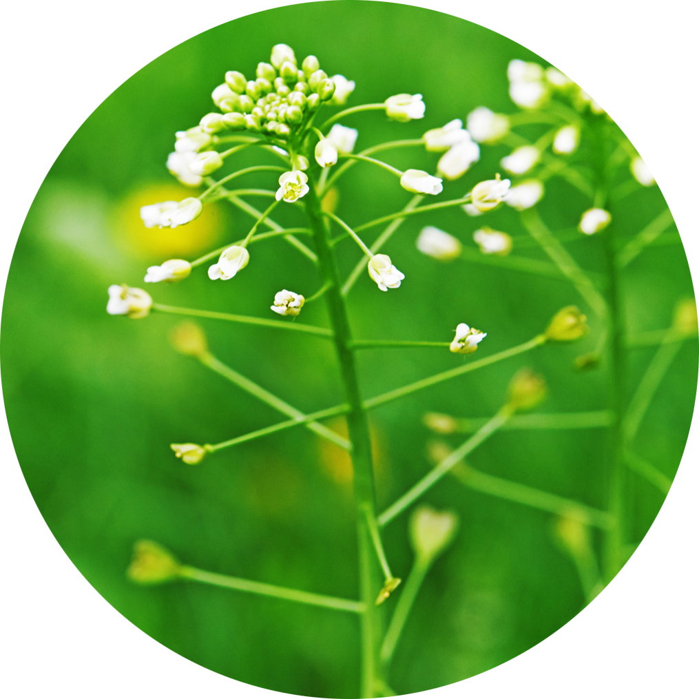 Shepherd's Purse, Capsella bursa-pastoris - Flowers - NatureGate