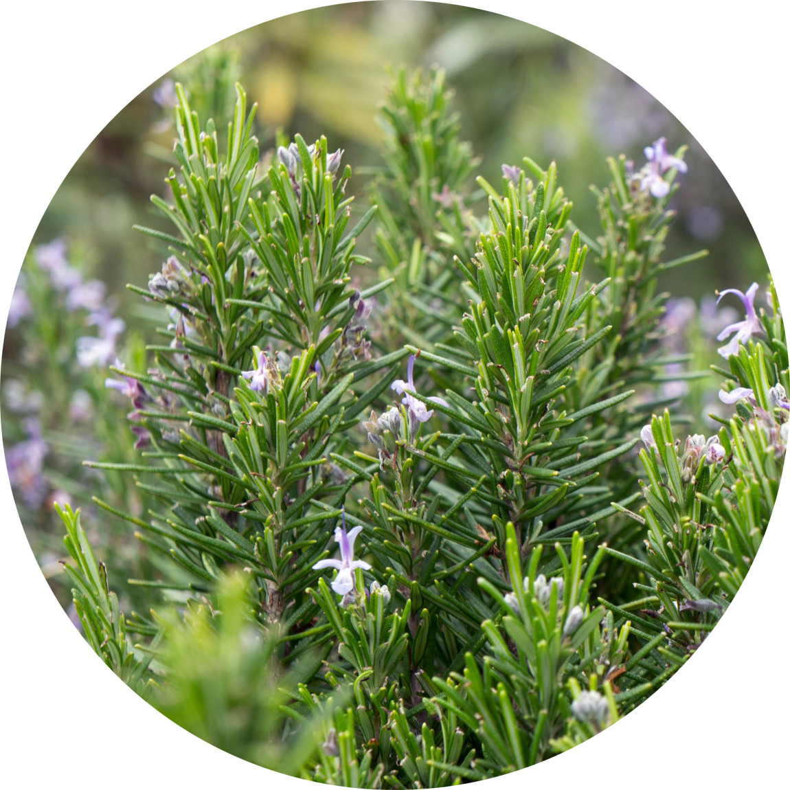 A rosemary bush