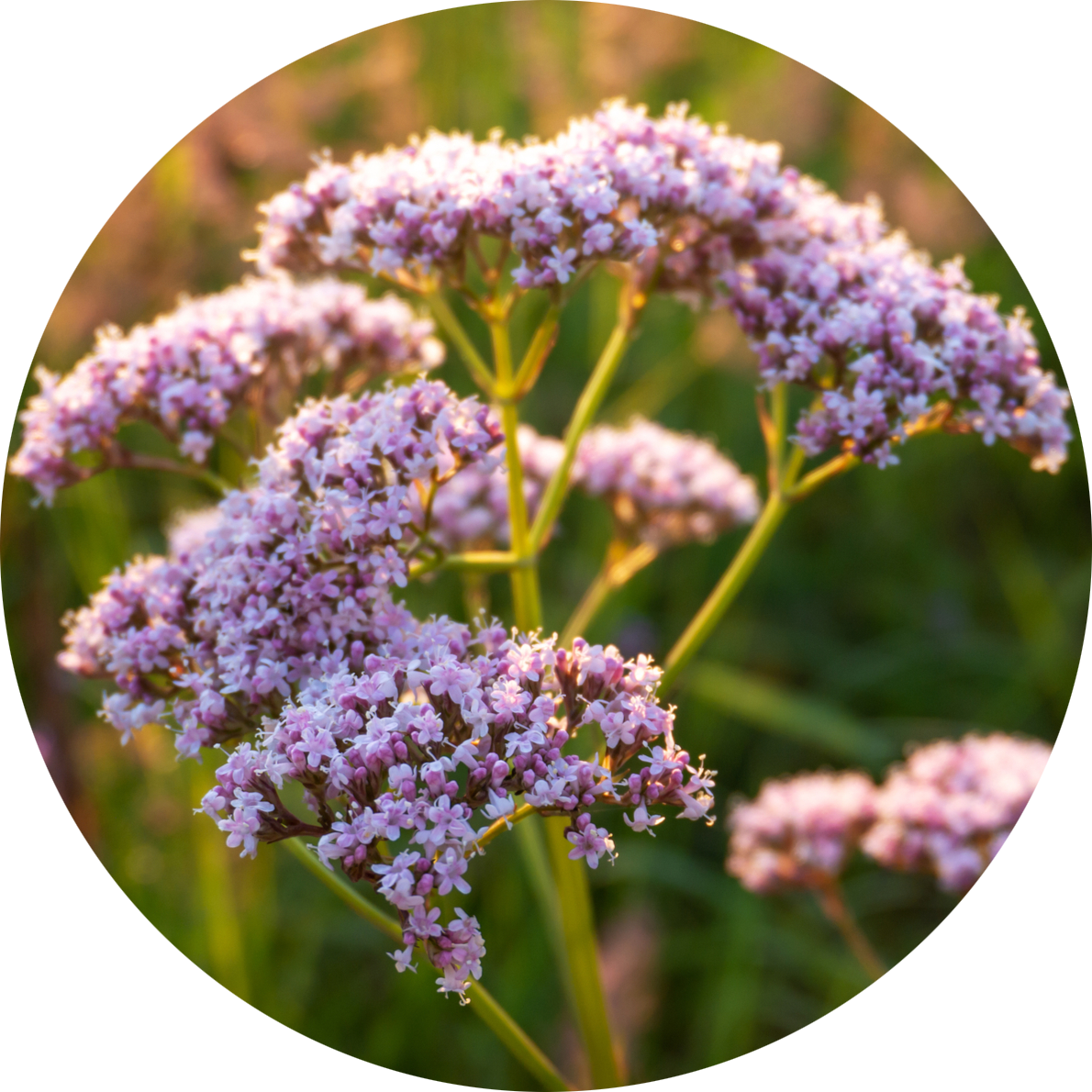 Purple flowers of valerian