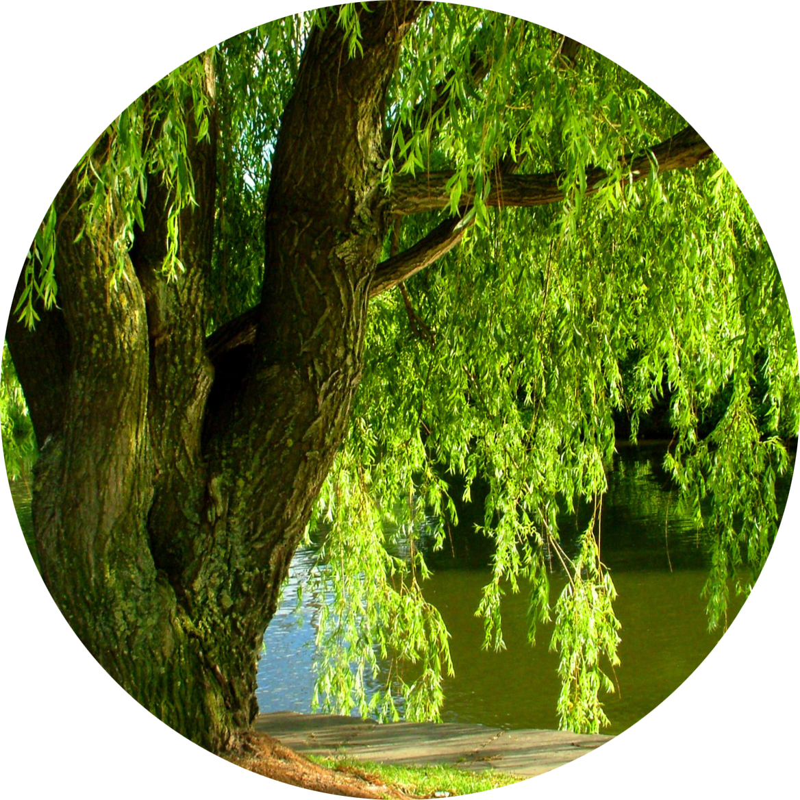 Willow tree by the river