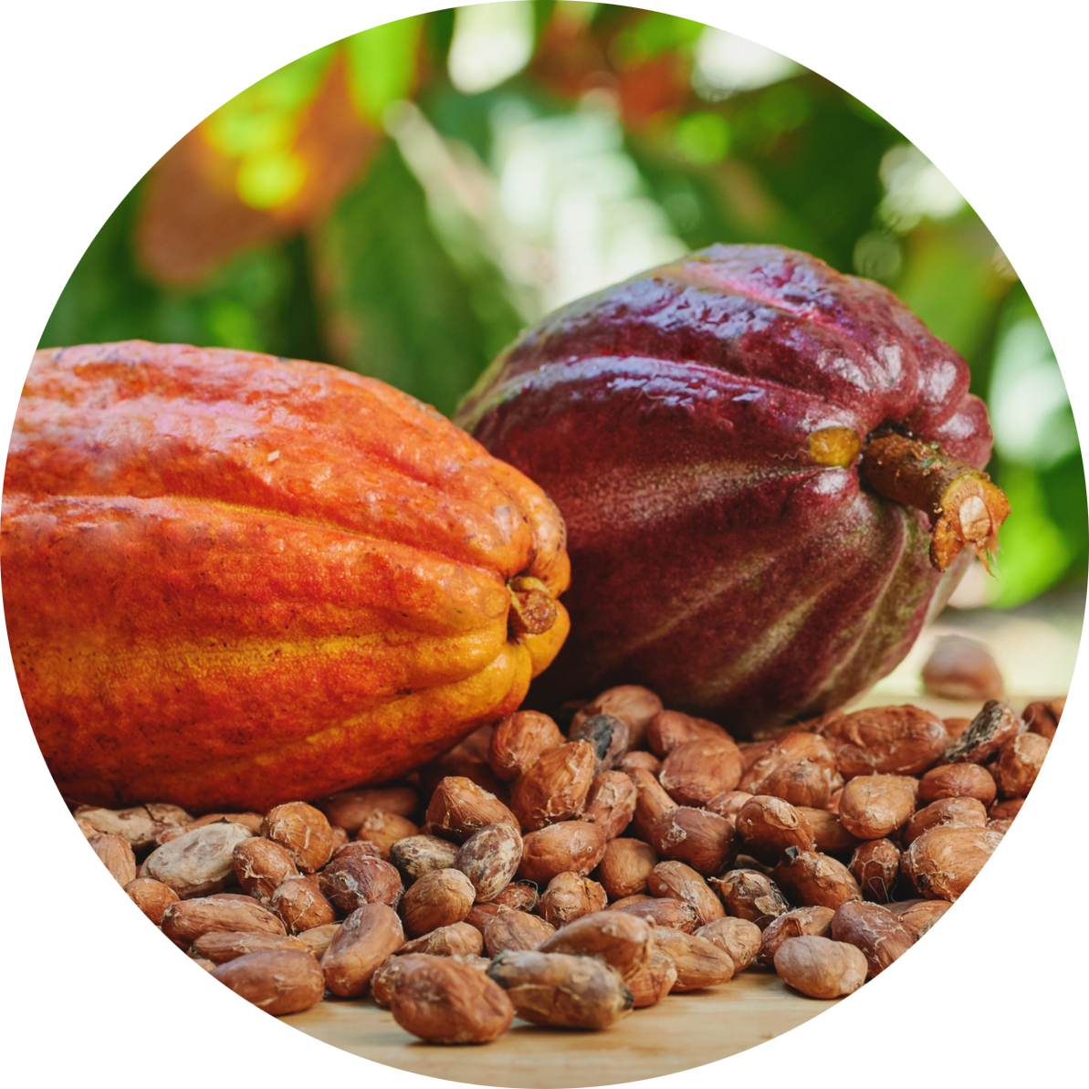 Cocoa pod and beans