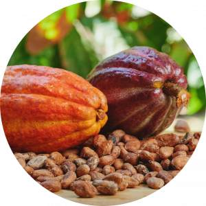 Kakao, plod i zrno