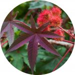 Castor plant with fruit