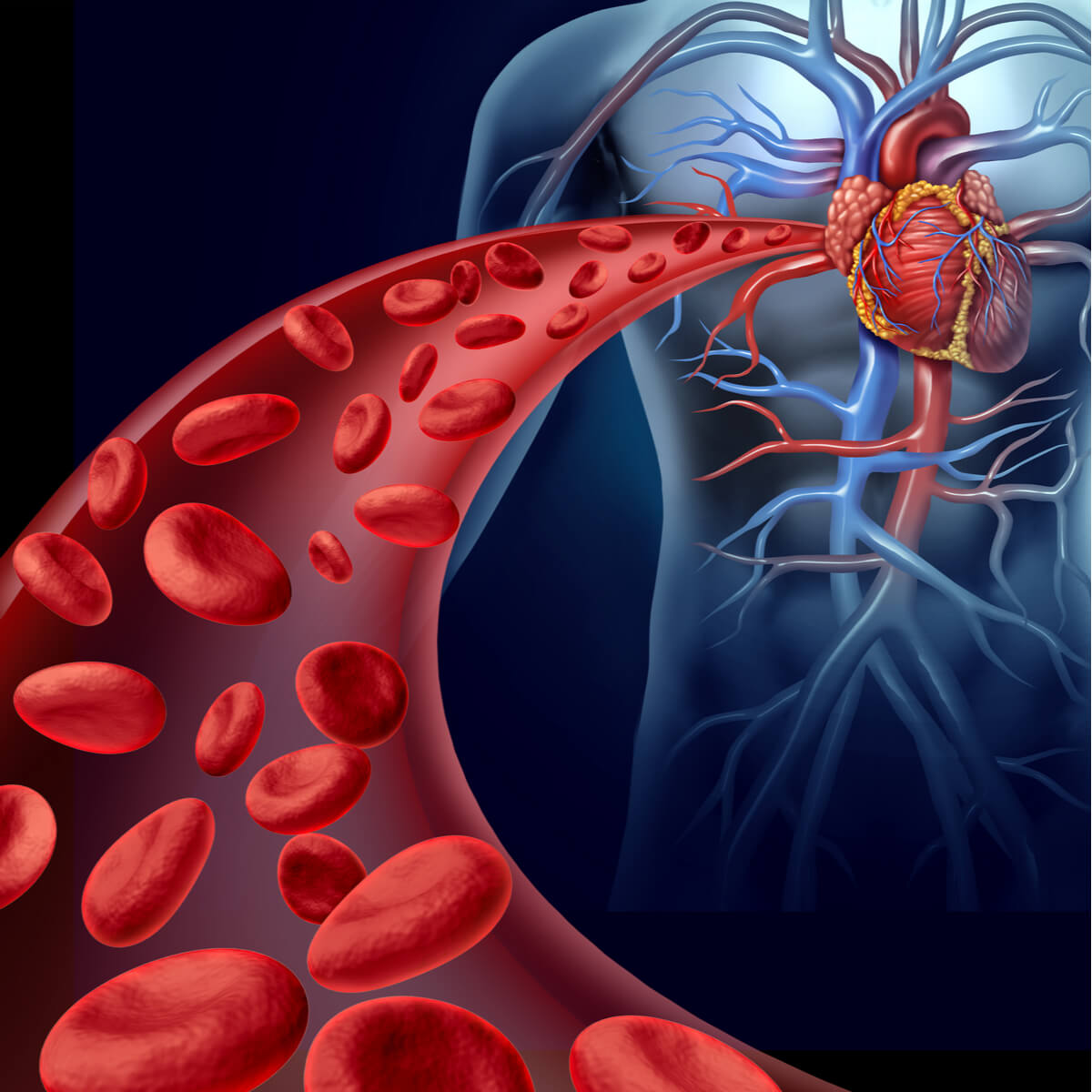 Ilustracija glavne arterije i srca