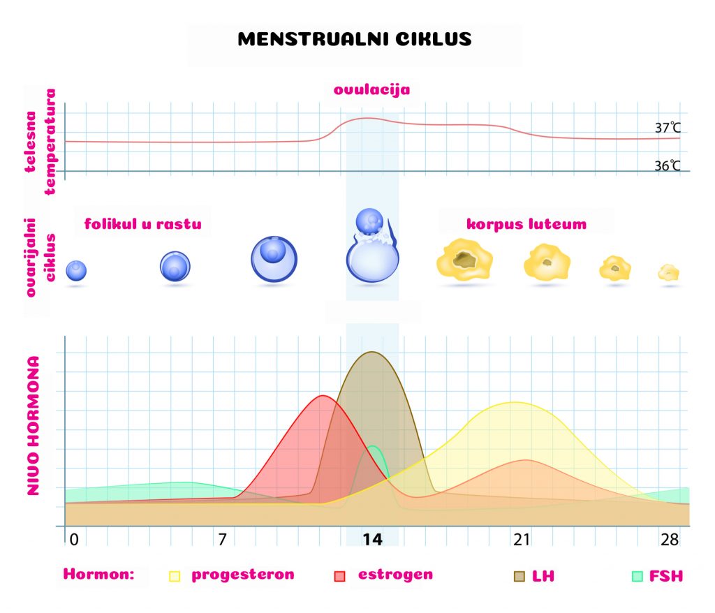 tok menstrualnog ciklusa