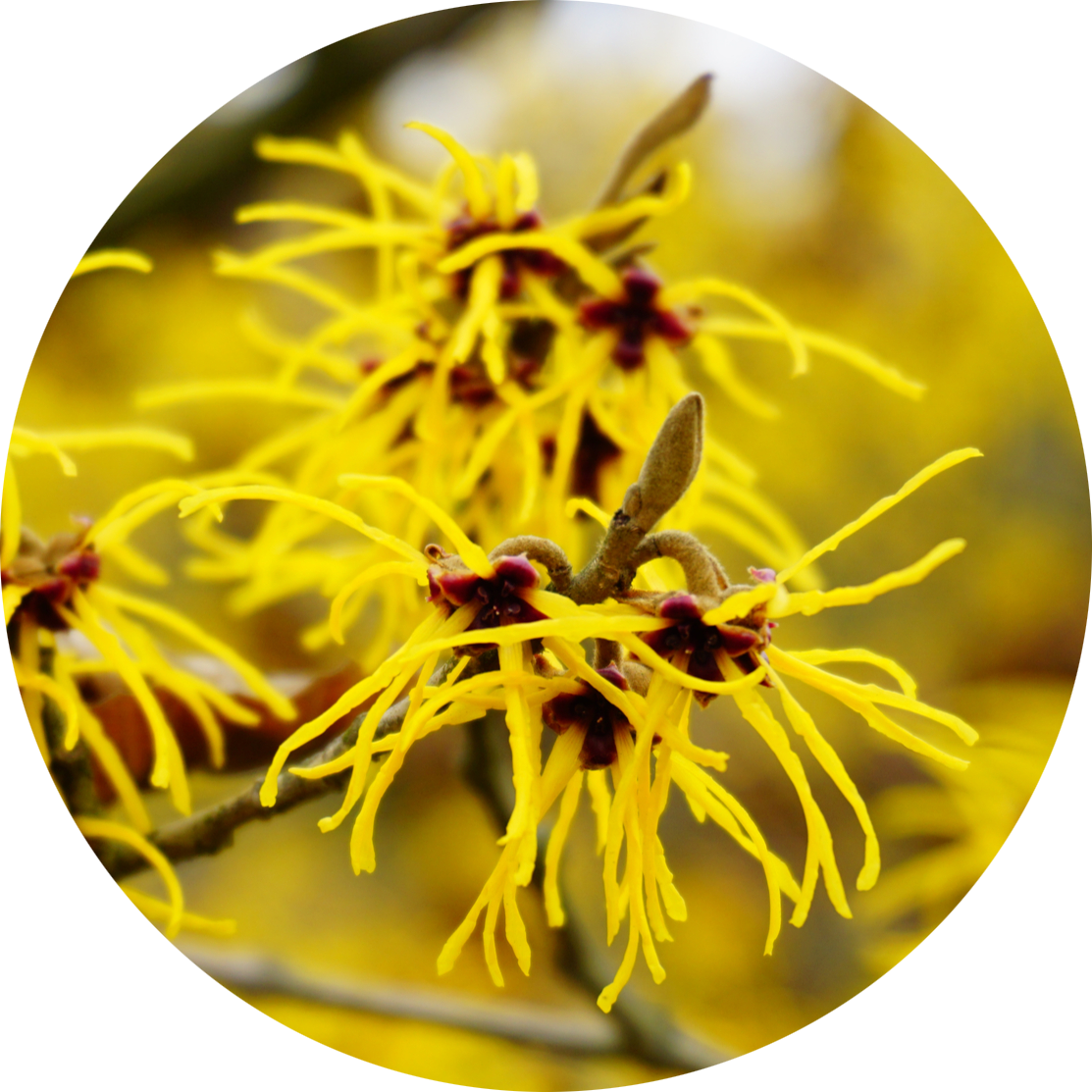 HAMAMELIS EXTRACT