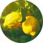 Limun plod