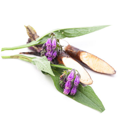 Symphytum officinale
