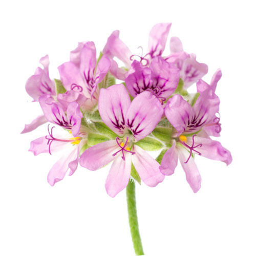 Pelargonium graveolens