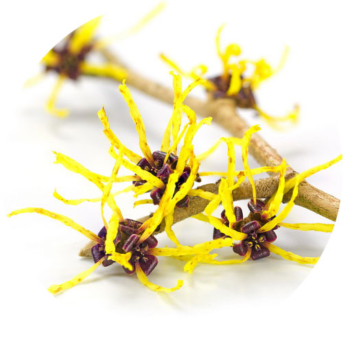Hamamelis biljka