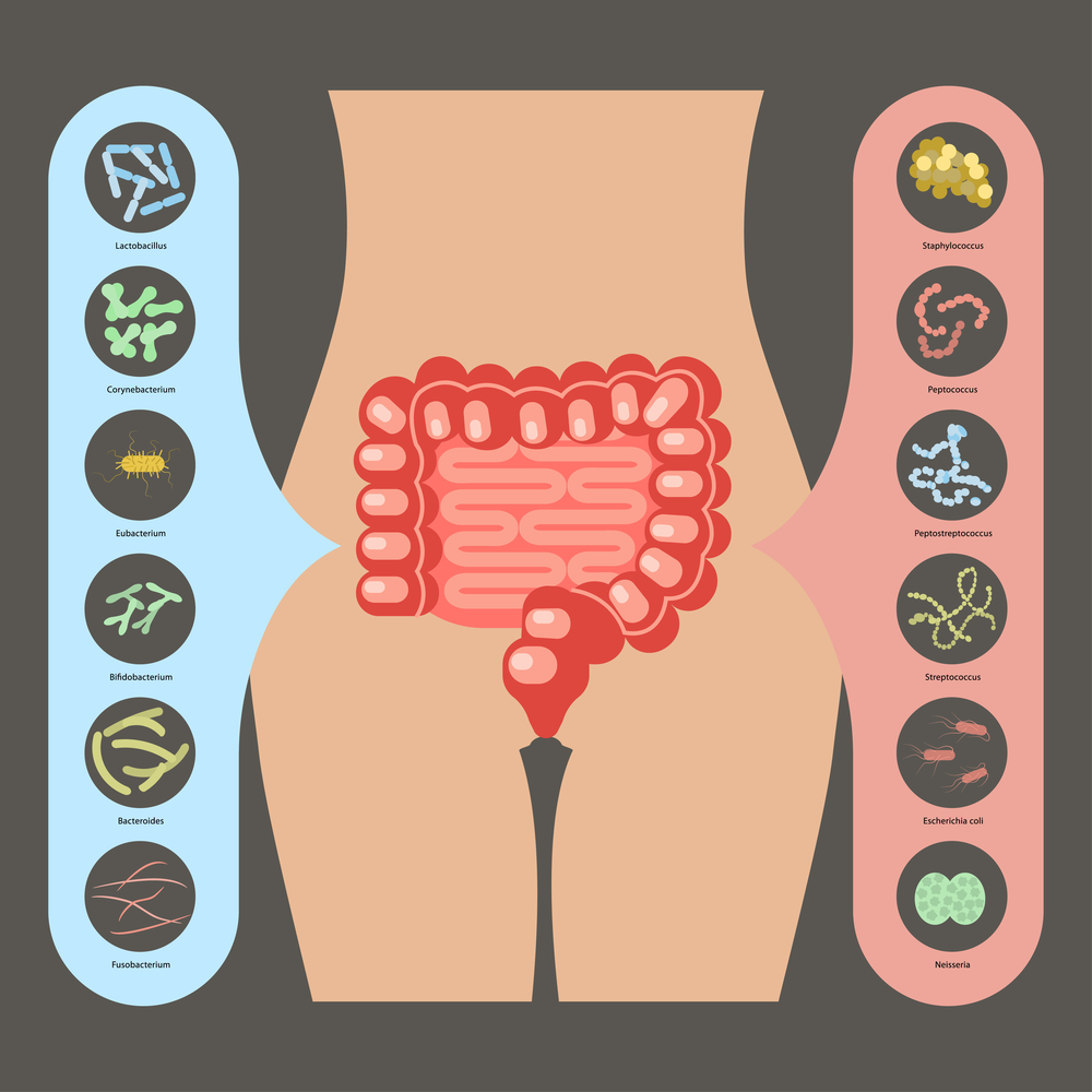 bakterije u digestivnom traktu