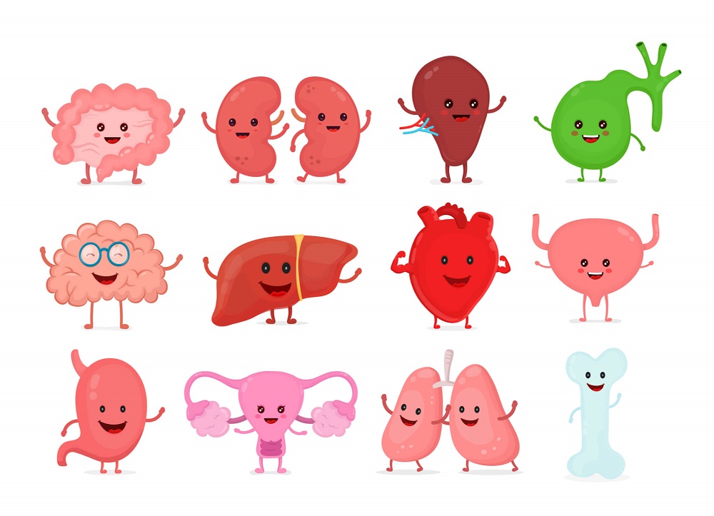 ilustracija ljudskih unutrašnjih organa
