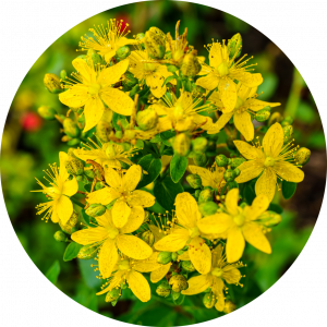 kantarion, žuti cvetići