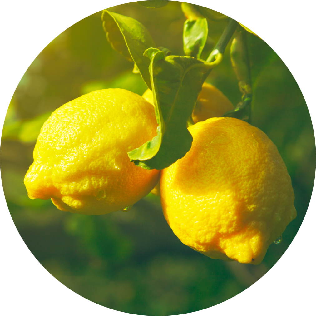 Lemon fruit