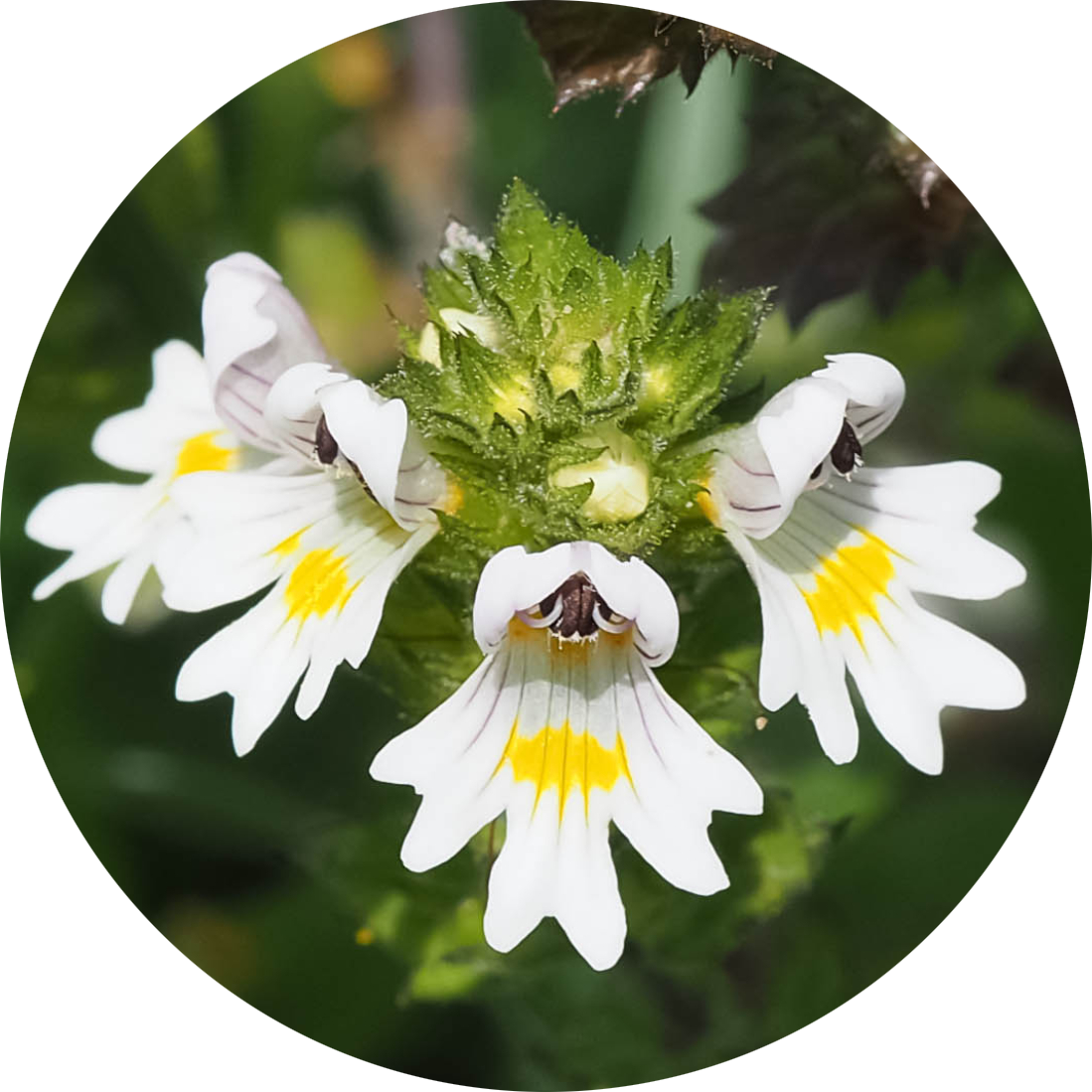 Vidac, beli cvetić u obliku zevalice