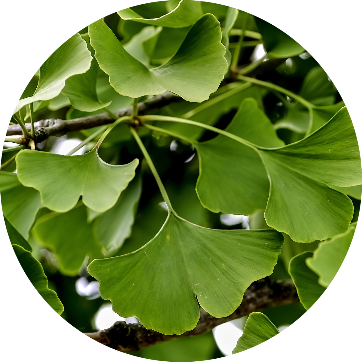 Ginkgo