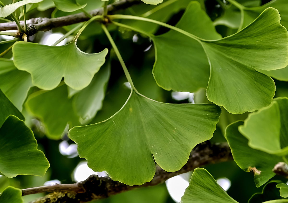 Ginko