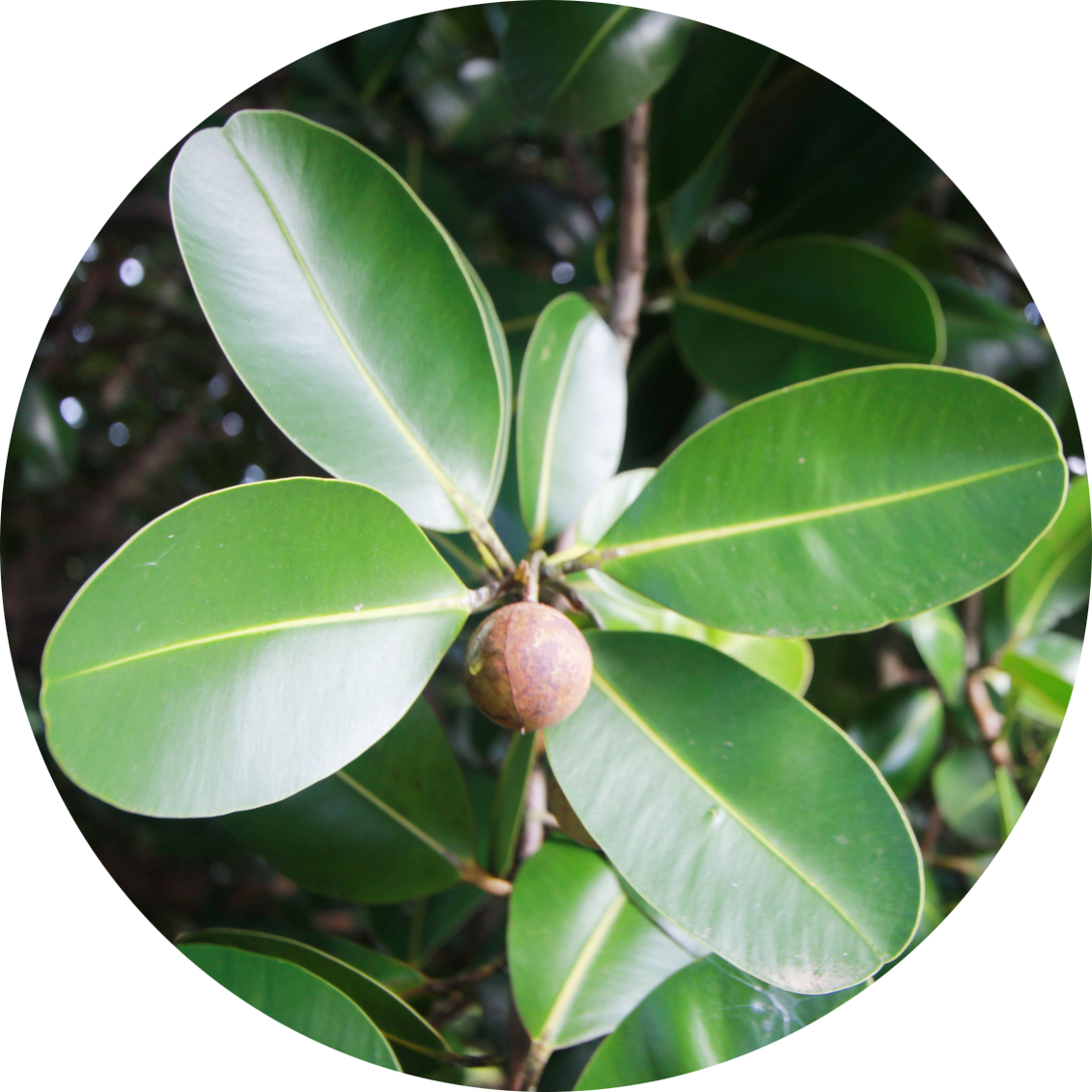 tamanu plant