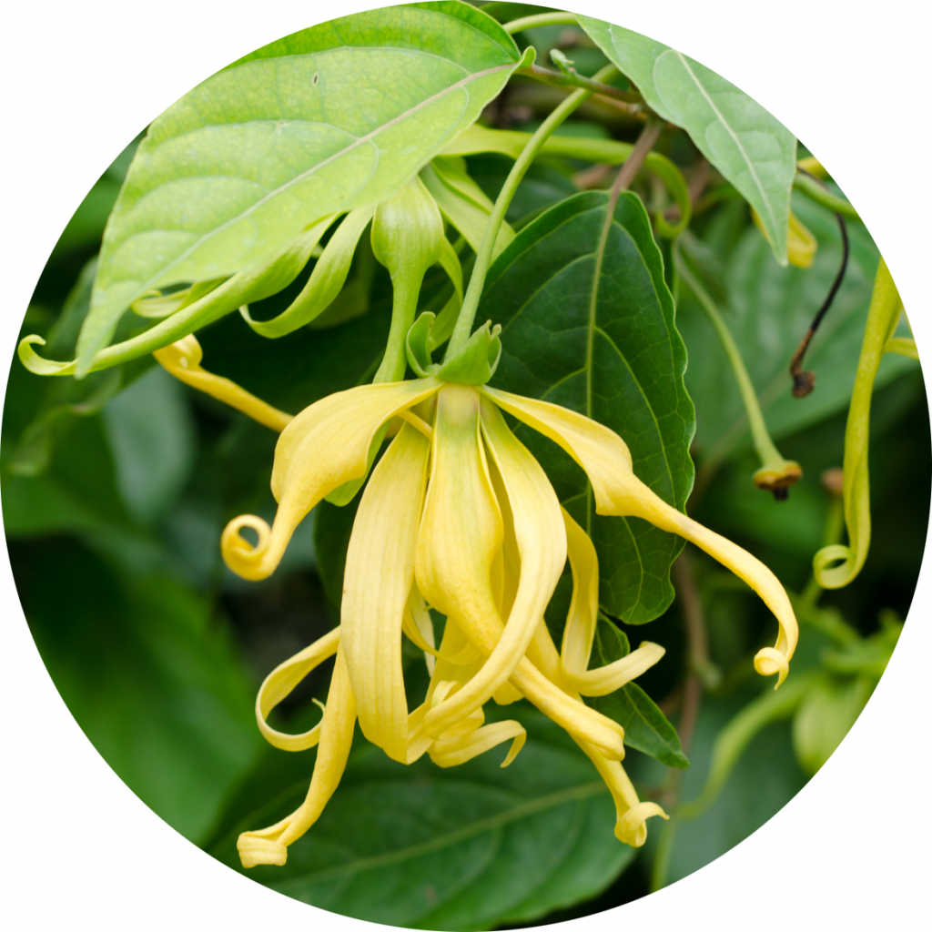 Ylang-ylang