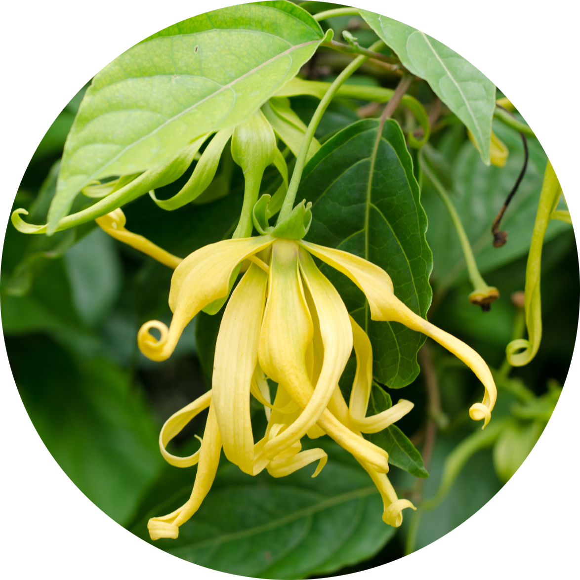 ylang ylang, žuti cvet dugih vijugavih latica