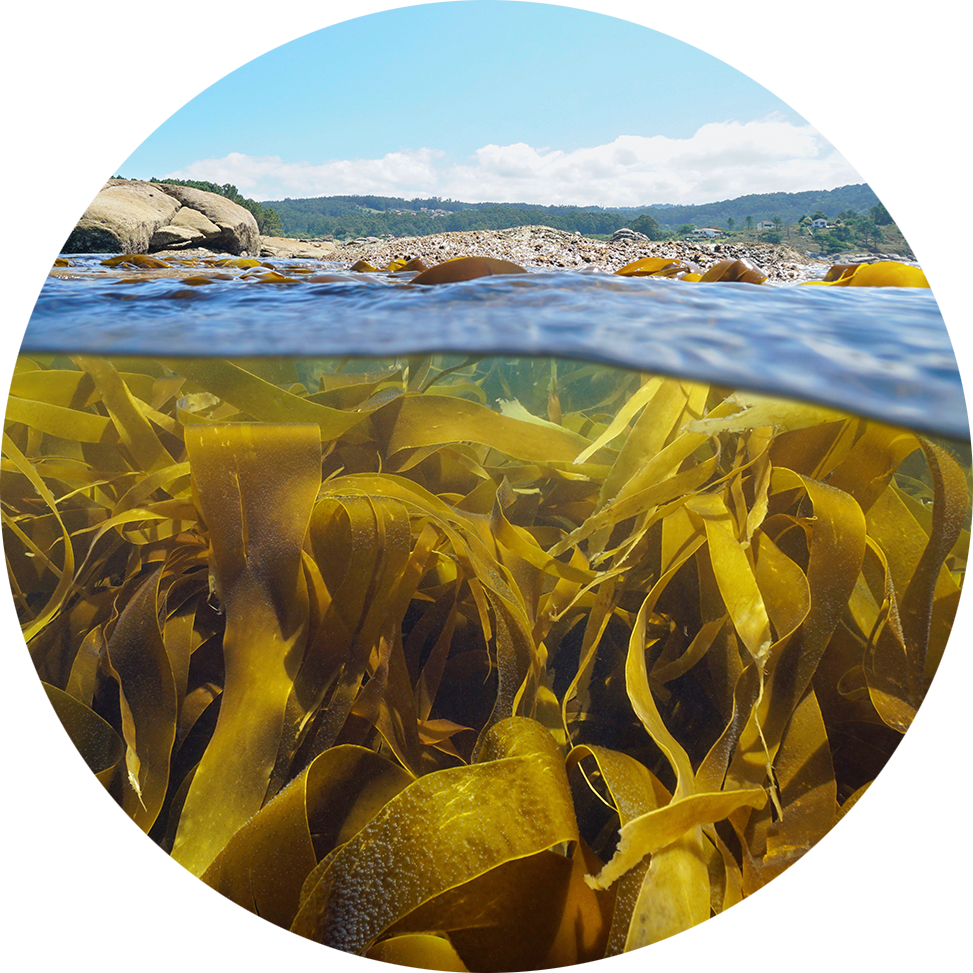 Alge kelp pod vodom