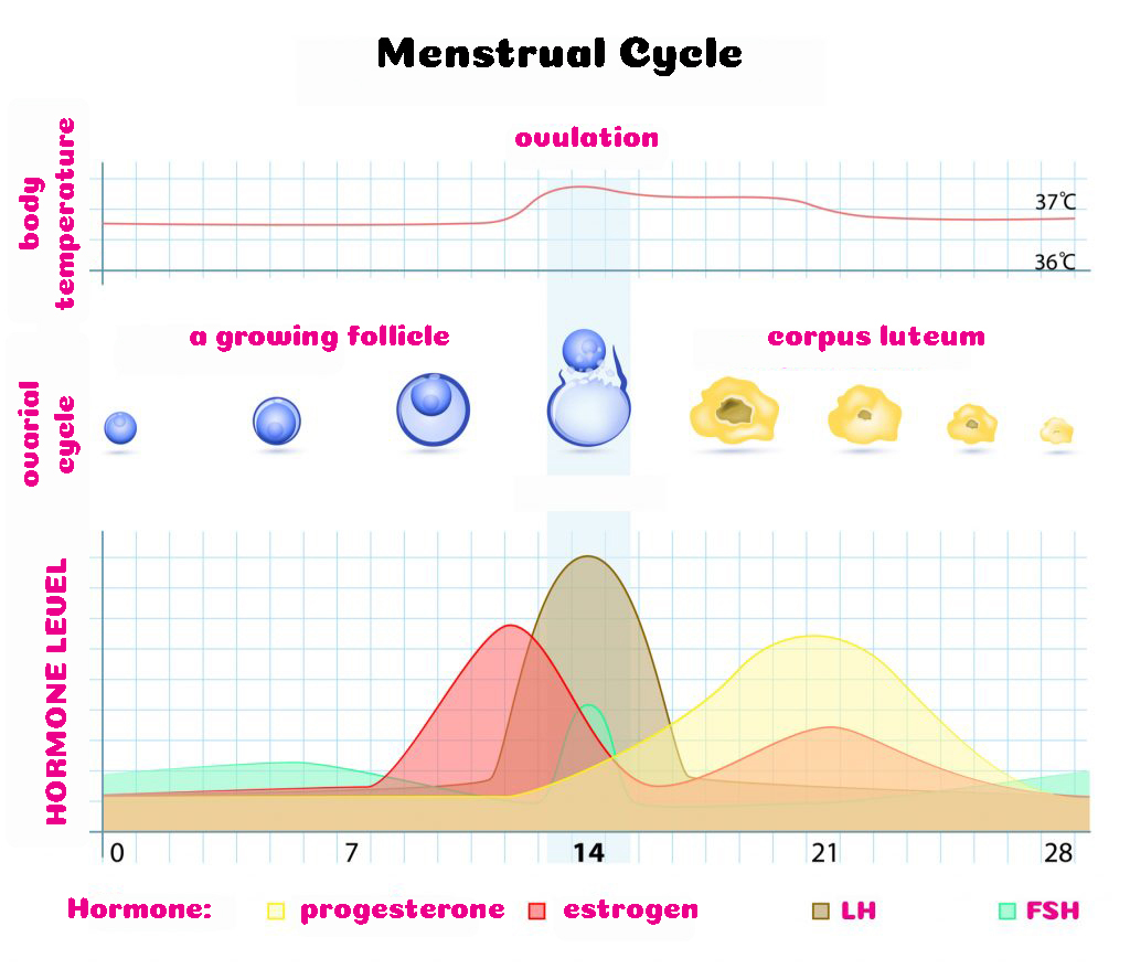Menstrual cycle, a diagram