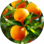 pomorandža, plodovi na drvetu